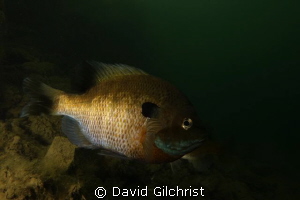 Bluegill Sunfish -a  common freshwater species by David Gilchrist 
